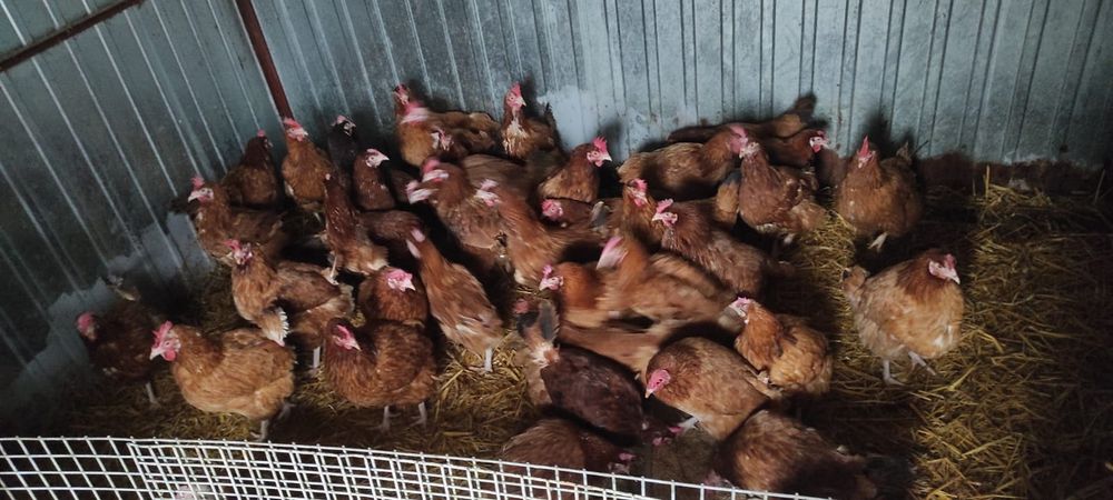 Kury nioski rossa 24 tygodnie