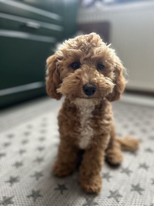 Maltipoo f1b- suczka