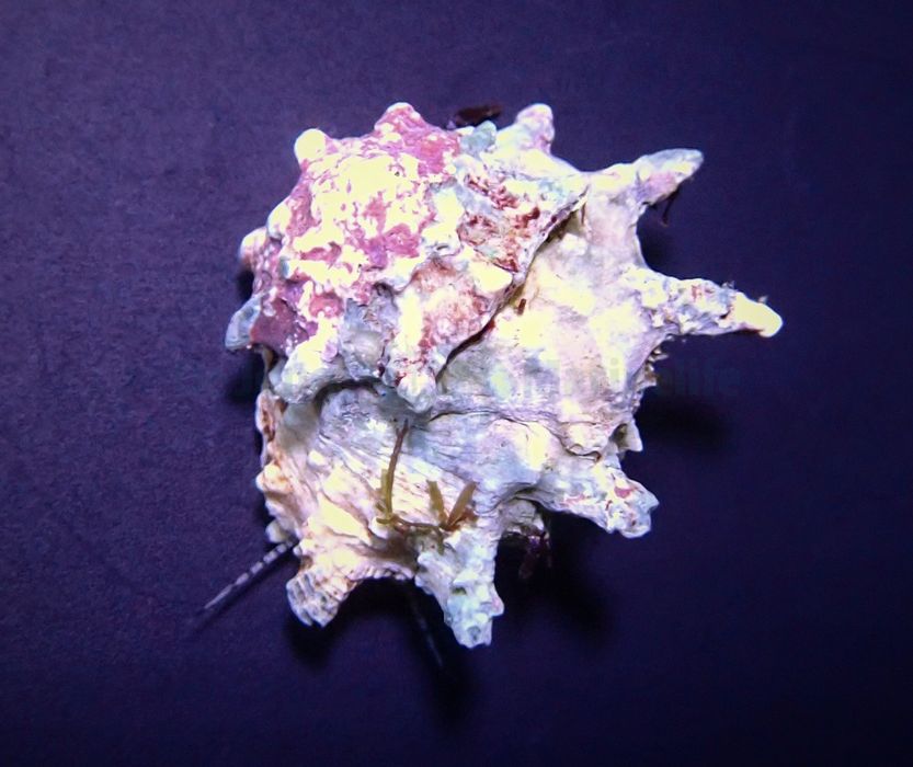 Astralium calcar - ślimak