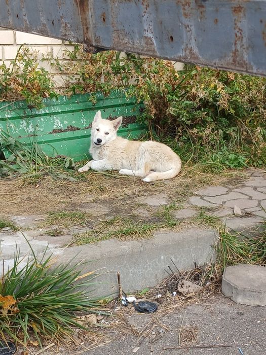 Песик  маленький