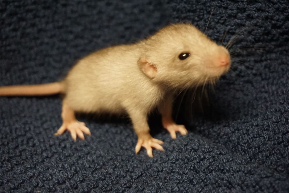 Szczur, szczury, szczurki devil, dumbo, syjamskie, rex