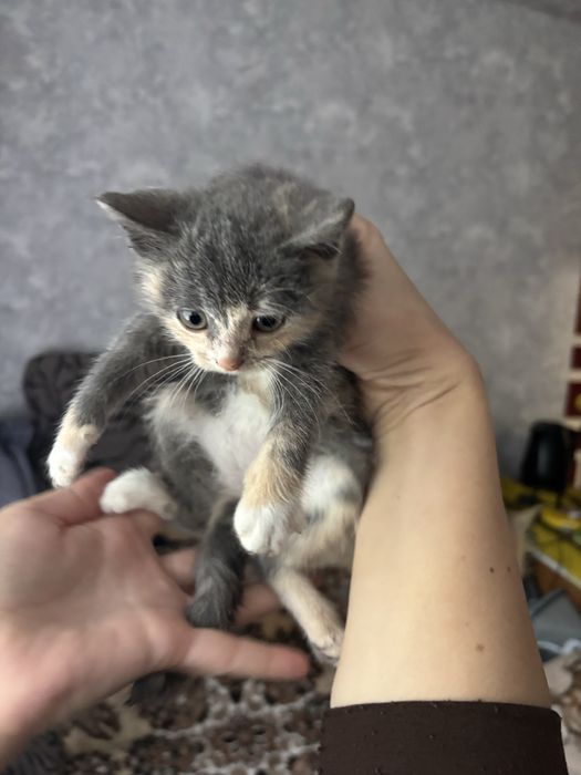 Котики в добрі руки