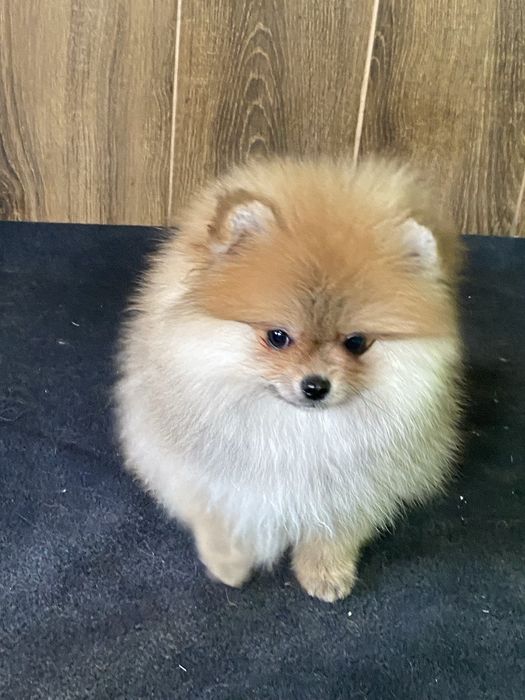 Померанський шпіц