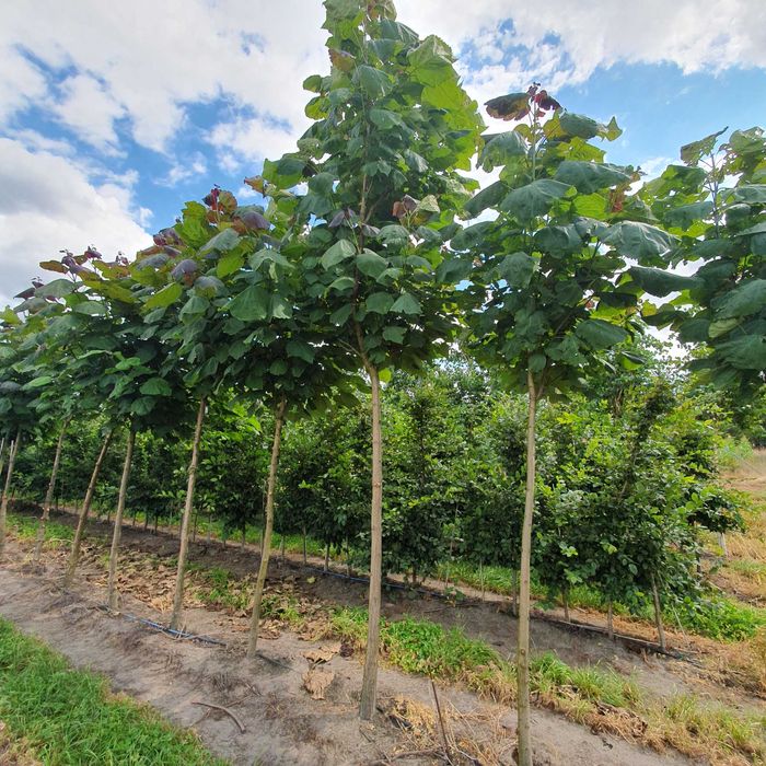 Duże drzewa alejowe Jarząb Klon Lipa Katalpa