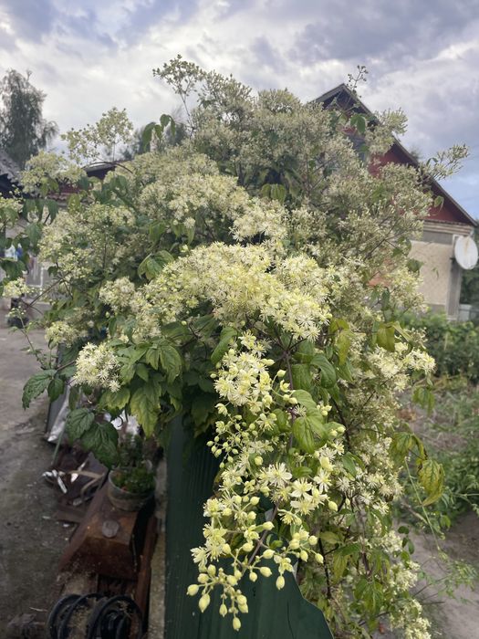 Клематис жгучий.