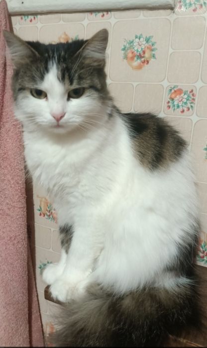 Пропала кошка кичкас