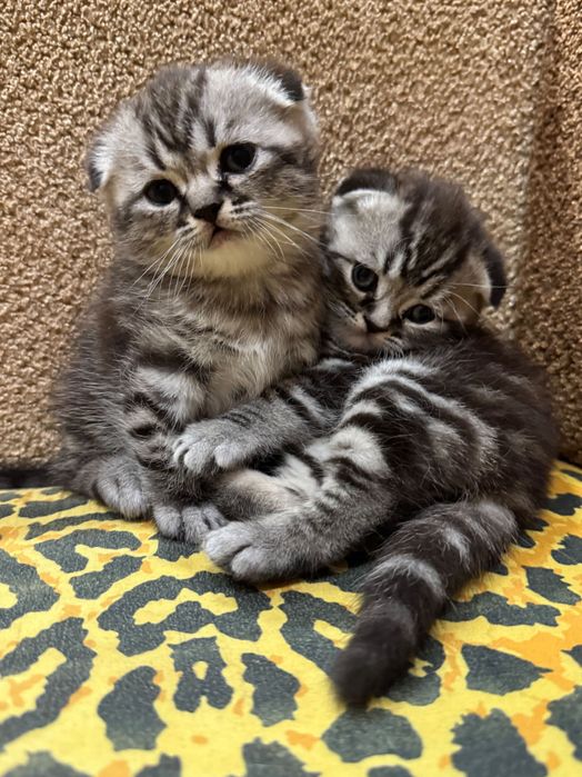 Красиві кошенята