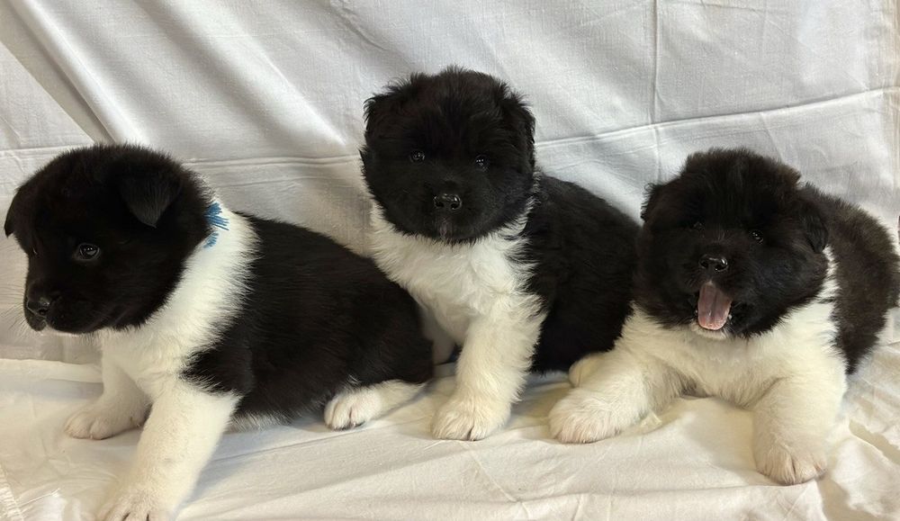 Цуценята Американської акіти