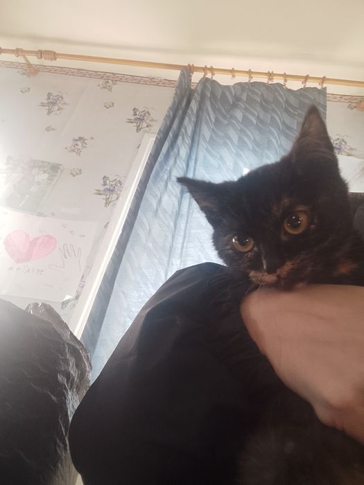 Віддам в гарні добрі руки