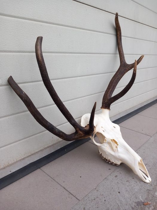 Myłkus, Poroże, Wieniec, Rogi, Jeleń