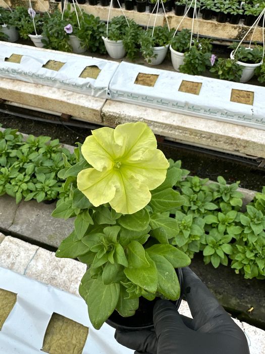 Петунія однорічна