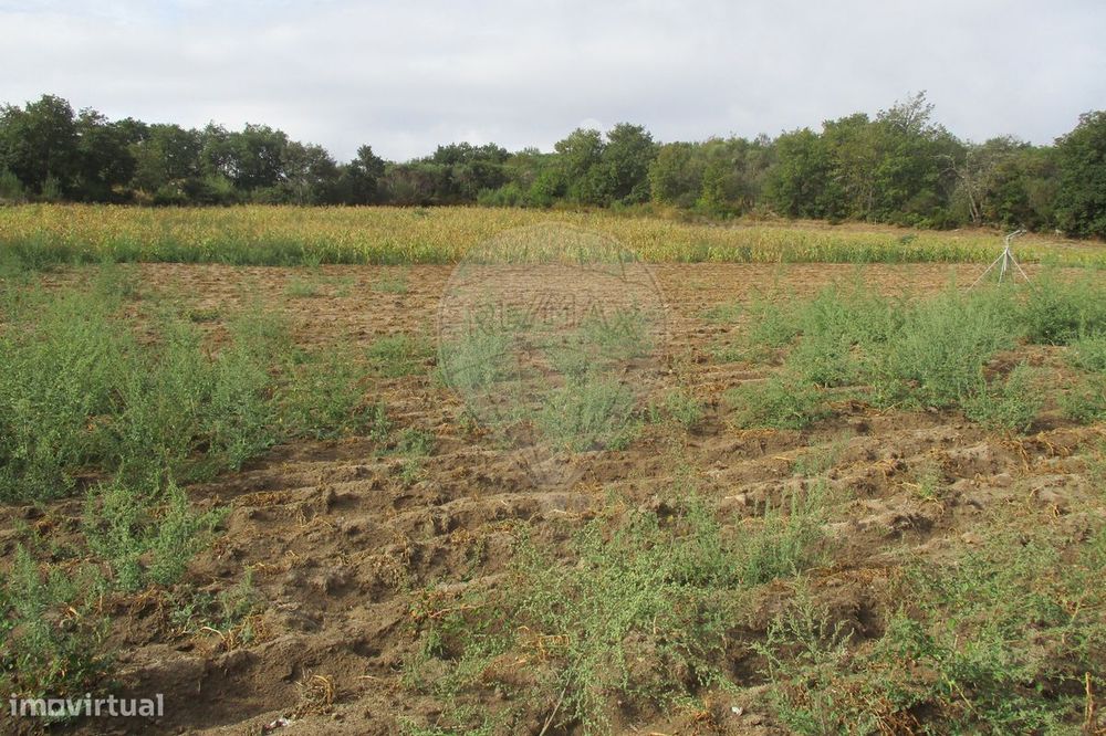 Terreno  para venda