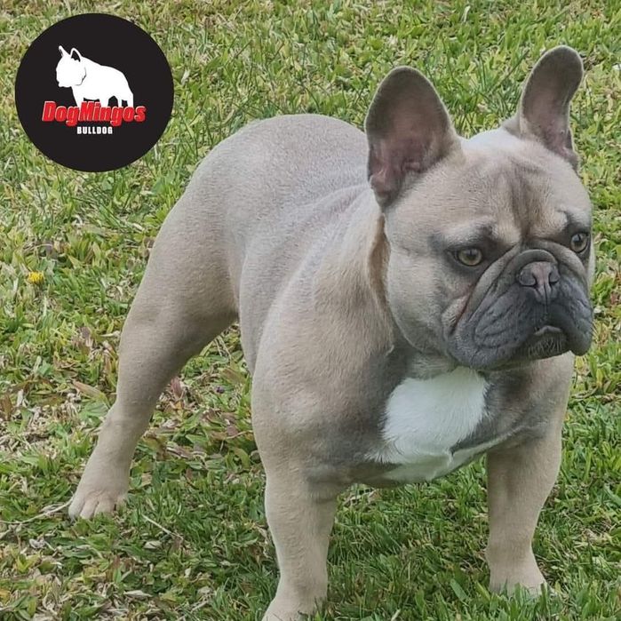 Bulldog Francês Blue Fawn