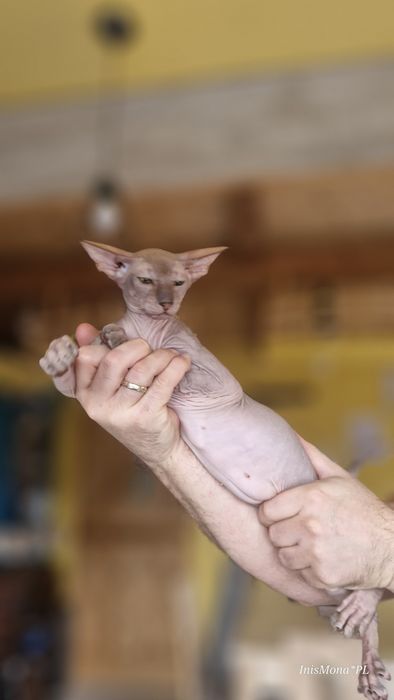Orientalny, Peterbald kociak