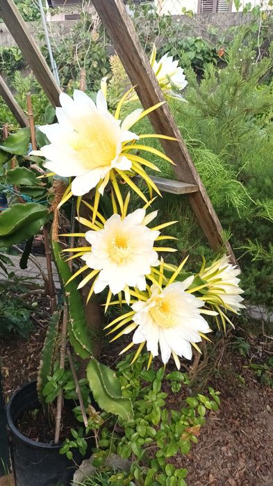 Arvores de fruta tropical