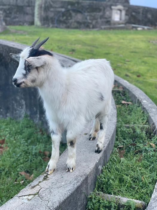 Cabras a fazer 6 meses