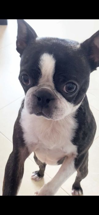 Doa-se Bosto Terrier