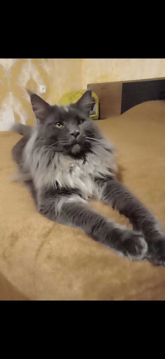 Вязка кошечек Мейн-кун.