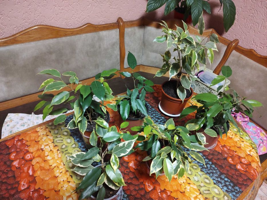 фікус кінкі-бенджаміна, висота від 40см до 60см