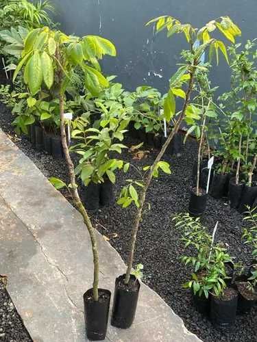 Longan Fruta do Dragão