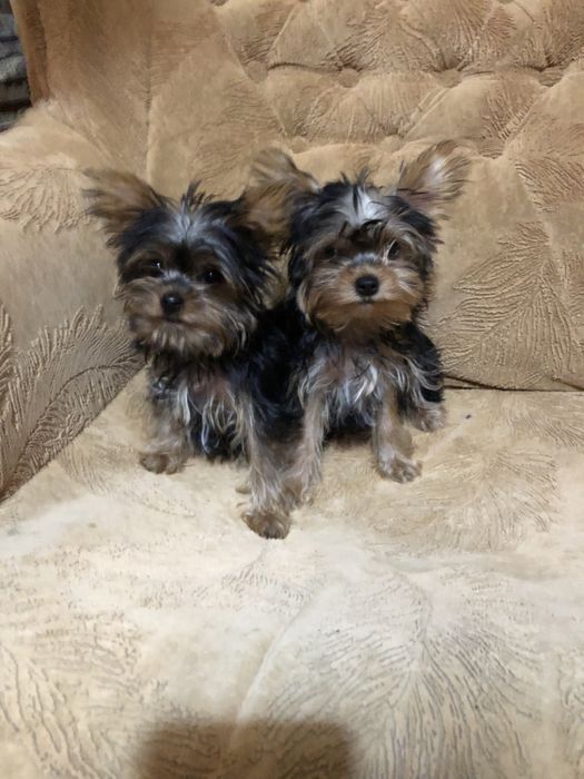 Продам мини Йорчиков