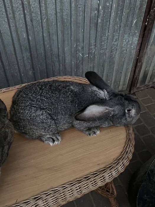 Продам кроликів.