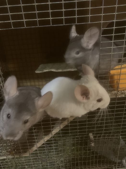 Гризунчики,гризуни.домашні