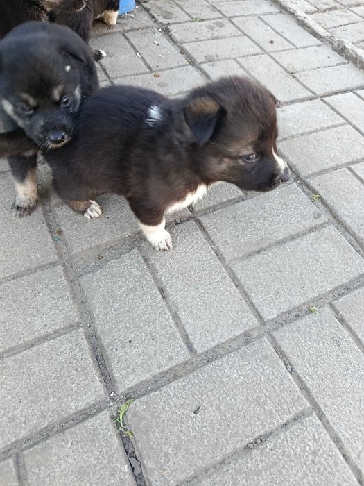 Отдам щенков мама Хаски папа нетзвестный