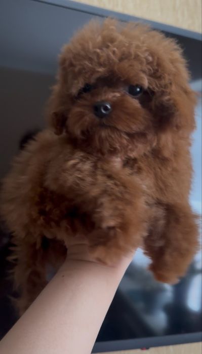 Китайская девочка