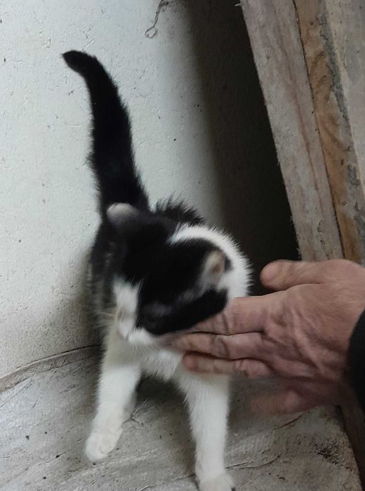 Oddam kota w dobre ręce