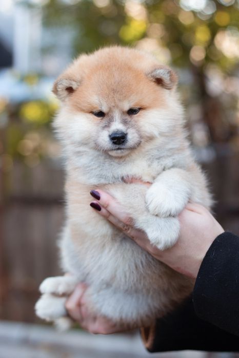 Хлопчик акіта іну , акіта ,akita