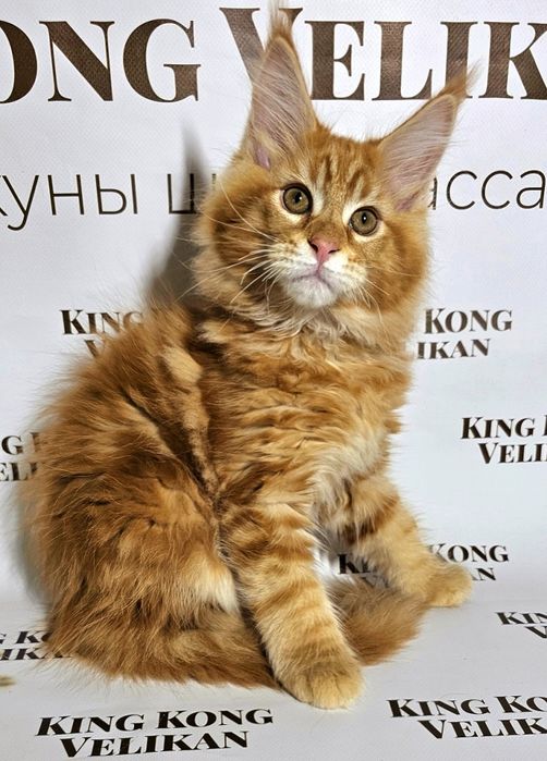 Рудий важковаговик мейн кун