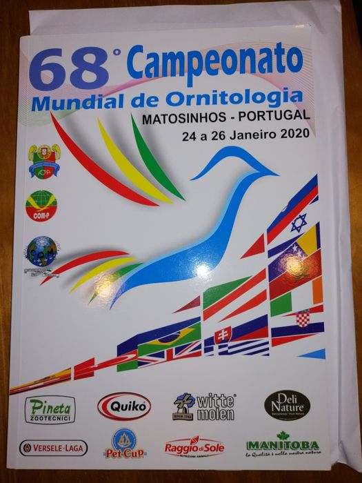 Canário de Canto Clássico Continuo Timbrado Espanhol