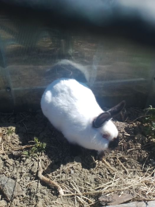 Kotna Samica rasy kalifornia