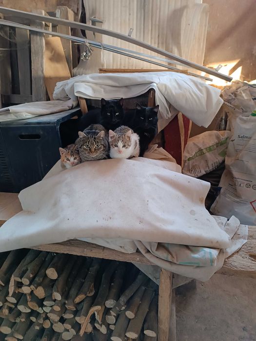 Oddam kota w dobre ręce