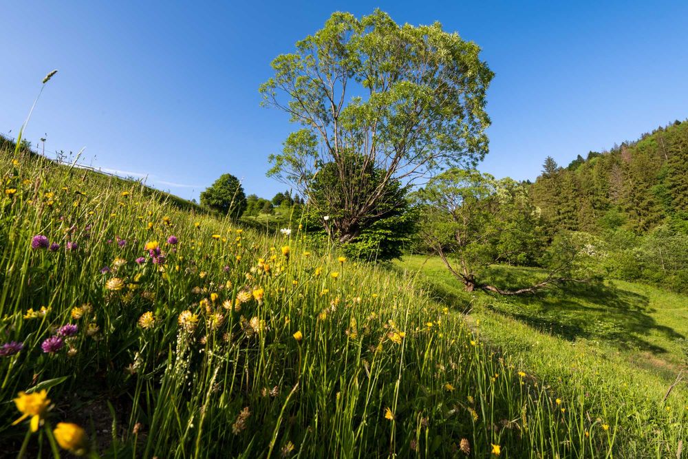 Земельна ділянка на межі м. Яремче та с. Микуличин 140 соток