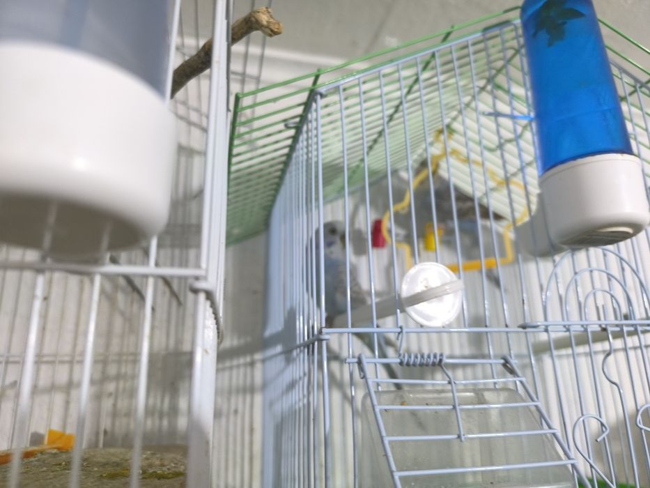 periquito australiano