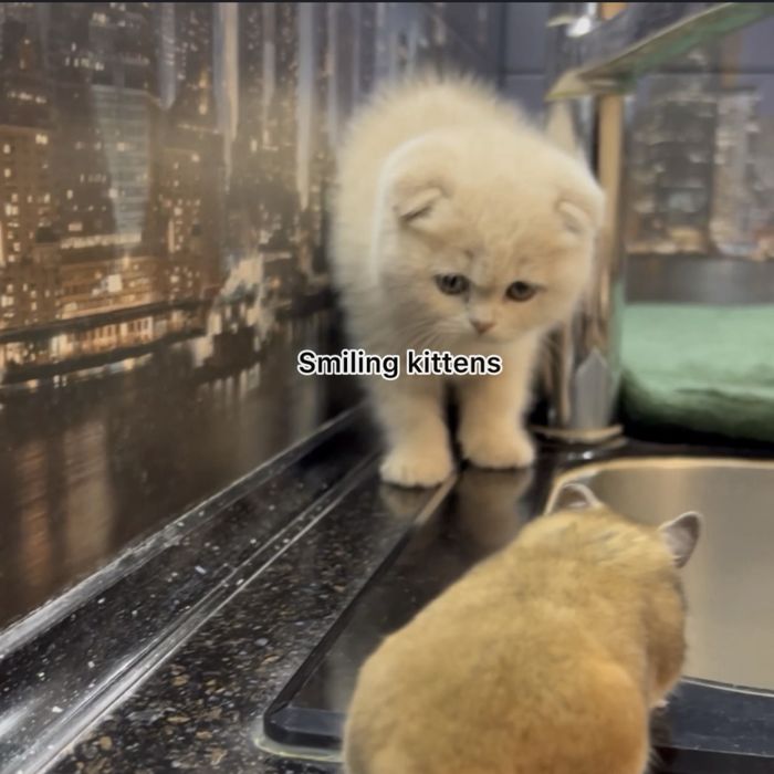Кошеня  кремове