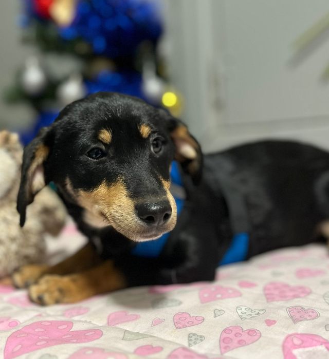 Juka psie dziecko szuka domku