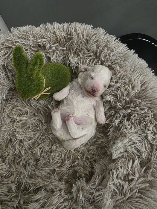 Bolończyk , bolonczyk , ZKwP FCI