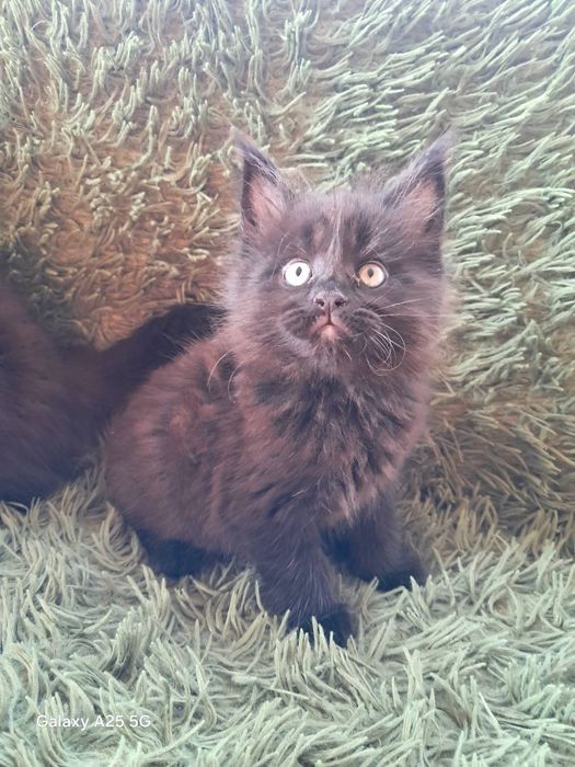 Мейн кун кошенята