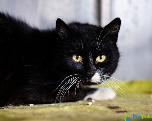 Piękny kocurek HAROLD szuka nowego domku!