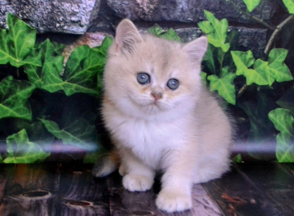 Блакитне золото шиншила