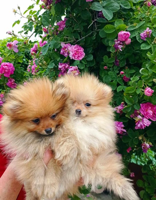 Померанський щпіц хлопчики