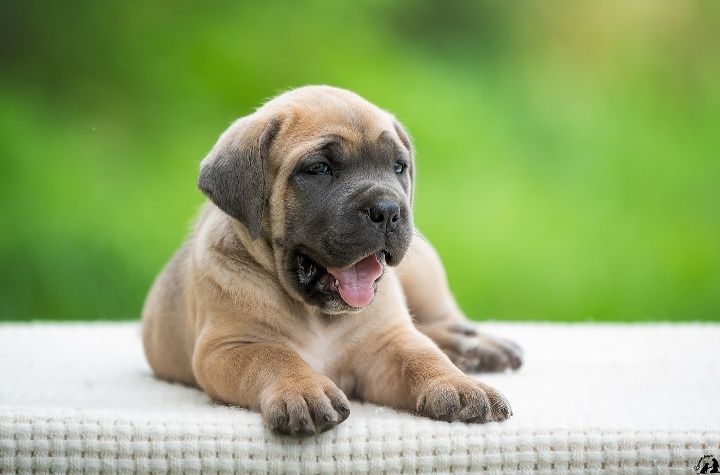 Щенки Кпне корсо!