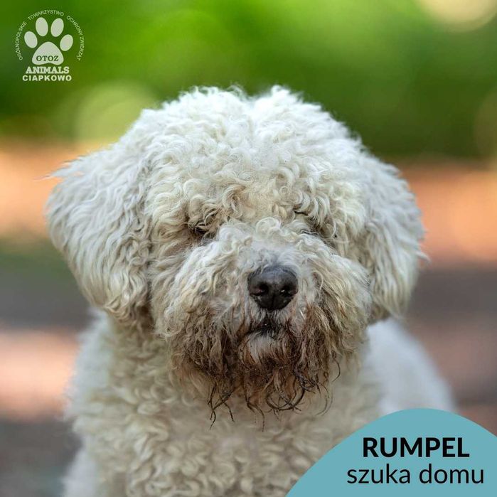 Rumpel szuka domu! OTOZ Animals Ciapkowo