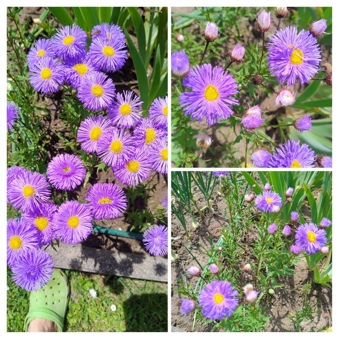 Przymiotno okazałe, bylina, zestaw 2 doniczek