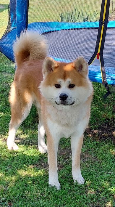 Акіта іну. Мачо.