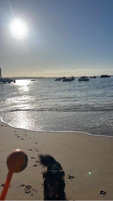 Dog walker/ pet sitting Lisboa/Cascais