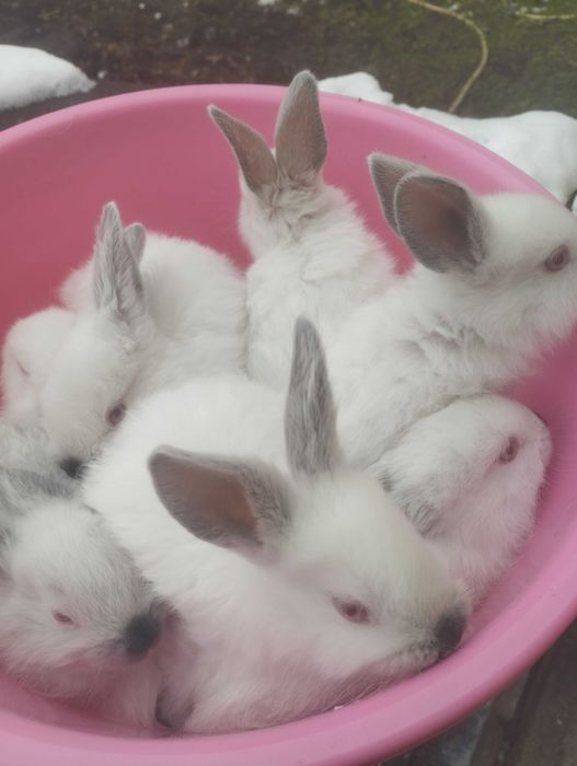 Кролики маленькі